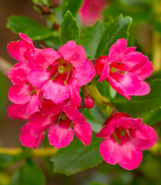 Escallonia Donard Radianc